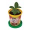 Набор для выращивания растений ВЫРАСТИ ДЕРЕВО! "Кофе арабский карликовый" (банка, грунт, семена), zk-012 - фото 11390830