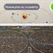 Карта "Звездное небо и планеты" 101х69 см, с ламинацией, интерактивная, в тубусе, BRAUBERG, 112371 - фото 11461708